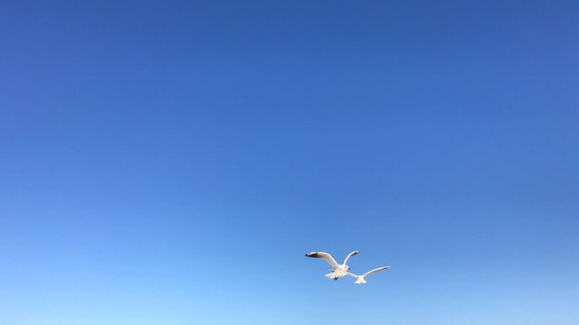 sea gulls fly in the sky, clear summer day, top view