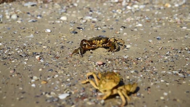 two sea crabs on the beach, one of the crabs crawls away