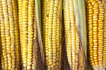 Untreated corn, top view.