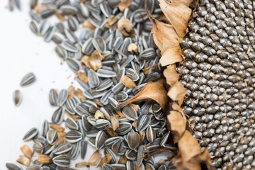 close up macro background texture freshly harvested and dried sunflower head and raw seeds