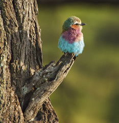 Lilac Breasted Roller