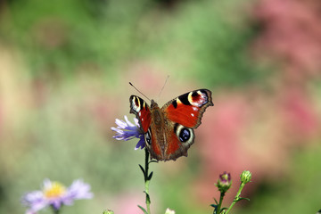 Fototapeta na wymiar Tagpfauenauge (Aglais io) auf lila Herbst-Aster (Aster spez.)