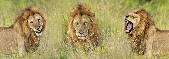 Lion Smile, Wink & Roar