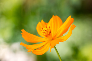 Obraz premium colorful of cosmos with blur background