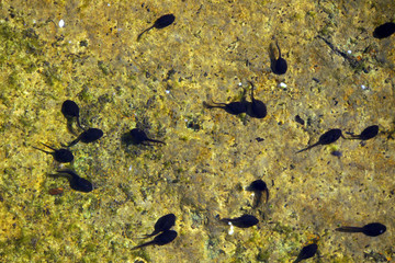 Kaulquappen im Gartenteich