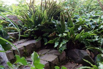 Hirschzungenfarn (Asplenium scolopendrium),  Hirschzunge