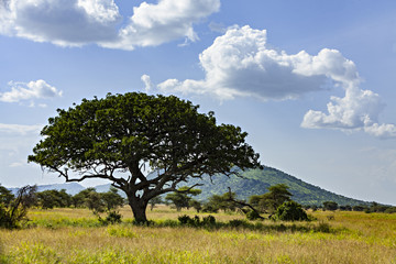 Fototapeta na wymiar Tree On The Savanna