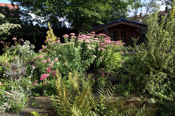 Prächtige Fetthenne (Hylotelephium spectabile)