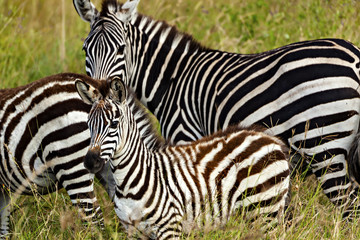 Fototapeta na wymiar Young Zebra