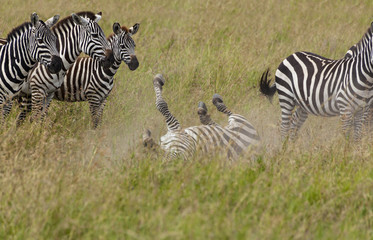 Fototapeta na wymiar Zebras Checking Out The Action