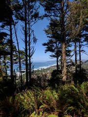 Looking down on the Oregon Coast through the Trees