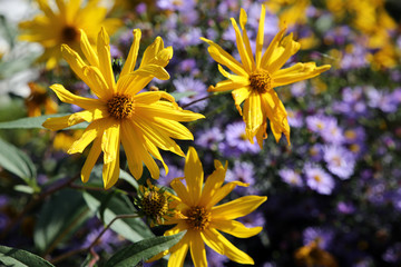 Topinambur (Helianthus tuberosus)