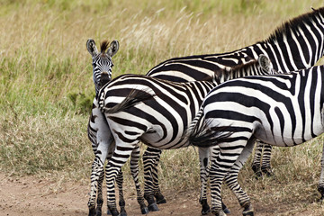 Zebra Young Behind Mama
