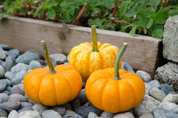 Mini pumpkins