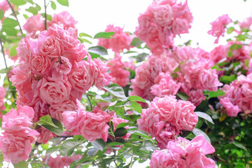 rose bush flowers