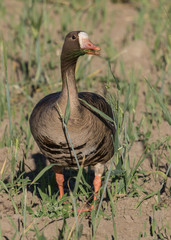 White-fronted Goose