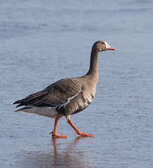 White-fronted Goose