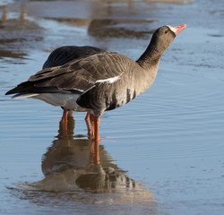 White-fronted Goose