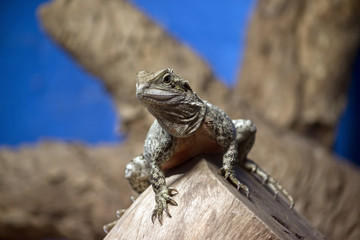 water dragon lizards
