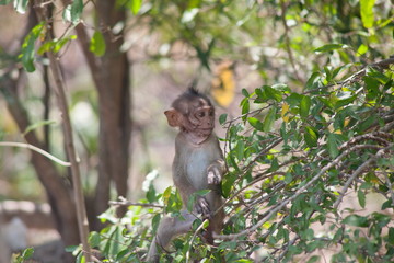 可愛いサル