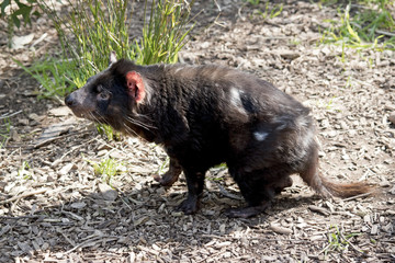 Tasmanian Devil