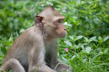 可愛いサル