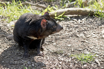 Tasmanian Devil