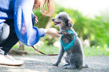 犬の散歩、女性、お手、握手、しつけ