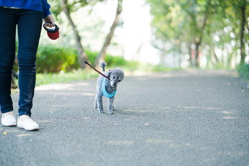Fototapeta premium 犬の散歩、女性、歩く、走る