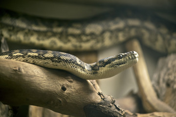 Obraz premium carpet python