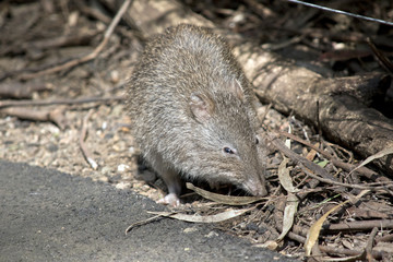long nose potoroo