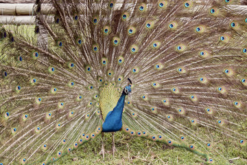 Naklejka premium peacock