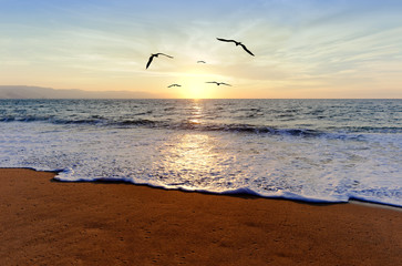 Ocean Sunset Birds