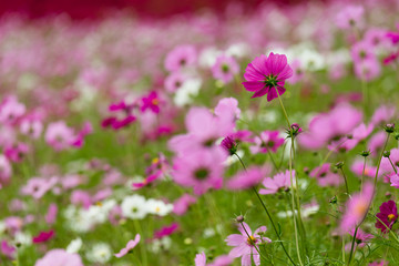 Fototapeta premium Cosmos flower field