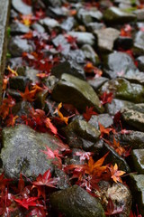石の上に落ちる紅葉