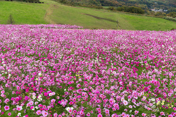 Fototapeta premium Cosmos flower in pink