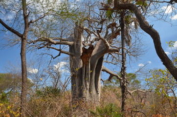 The African landscape. Mozambique