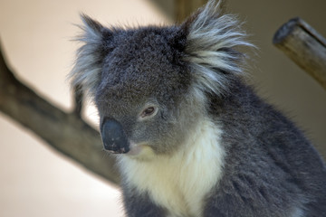 koala
