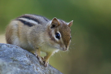 Close up of a wild chipmunk