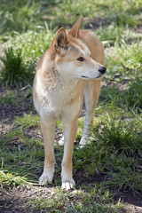 golden dingo