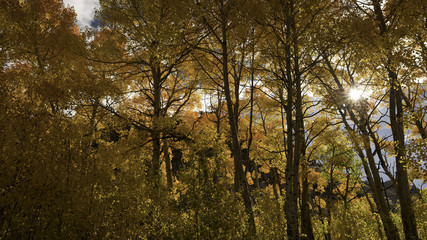Fototapeta premium Aspens Turning Orange on a Fall Morning in Sierra Nevada