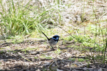 superb fairy wren