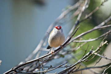red browed finch