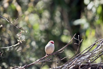 red browed finch