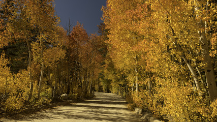 Fototapeta na wymiar Fall Aspen Foliage on North Lake Road, Sierra Nevada