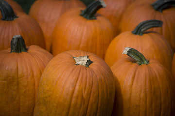 Pumpkin season