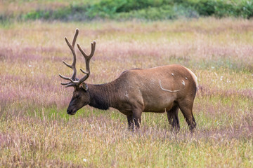 Naklejka na ściany i meble Elk in the Wild eating in a Field