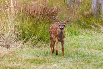 Elk in the Wild eating in a Field