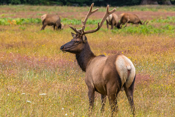 Elk in the Wild eating in a Field