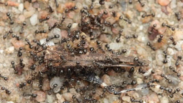 Ants eat grasshoppers.